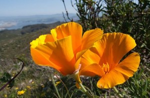 Eschscholzia californica Papoilas douradas