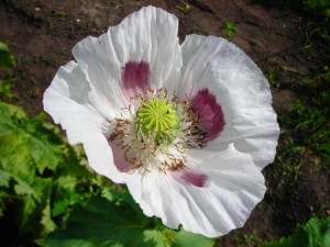 Papaver somniferum Papoila do Ópio