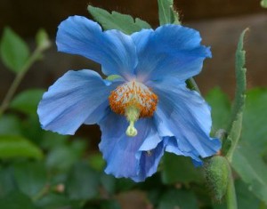 Papoila Azul
