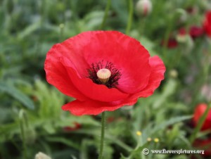Papaver rhoeas Papoila vermelha
