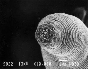 devil-worm-nematode-found-in-mine_36157_600x450
