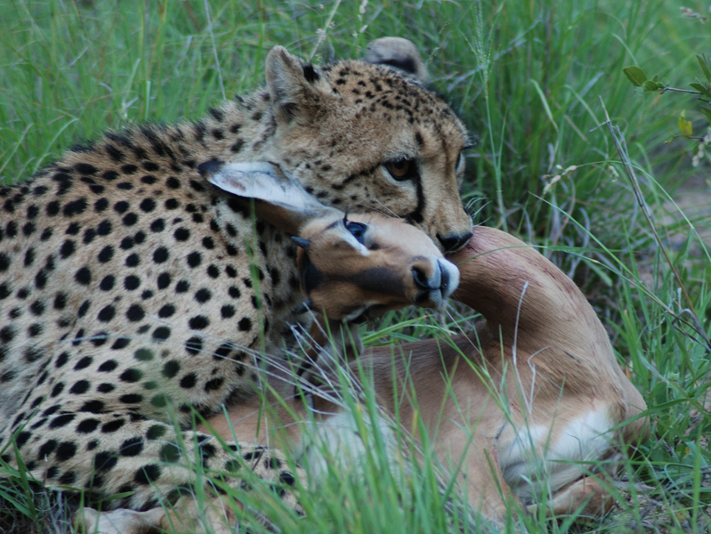 Chita com um impala