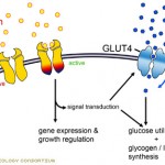 insulin glut4