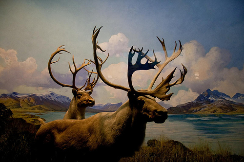 Renas do Alaska (Rangifer tarandus granti)
