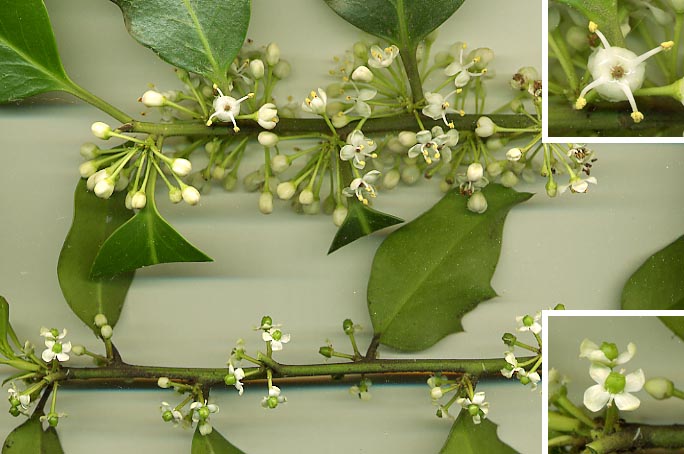 Flores de um Azevinho macho (em cima) e fêmea (em baixo)
