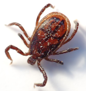 carrapato carraça lyme