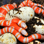 medusa two headed snake albino serpente duas cabeças