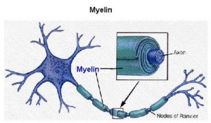 mielina neuronio axonio