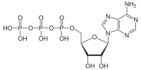 200px-Adenosintriphosphat_protoniert