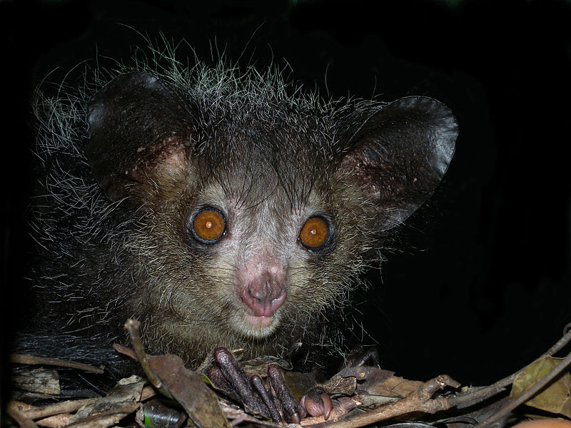 Aie-aie 4