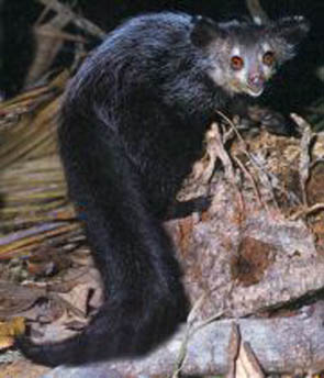 Aie-aie 2