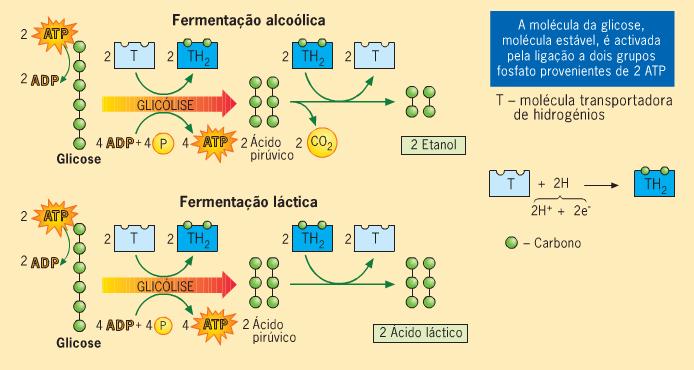 fermentacao-6