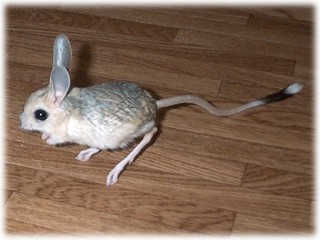 jerboa 4