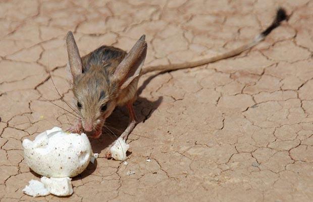 Jerboa 2