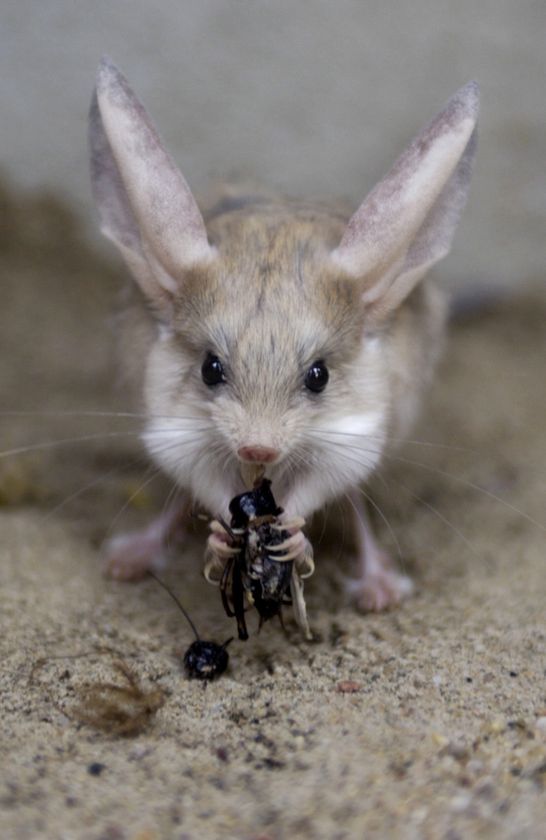 Jerboa a alimentar-se