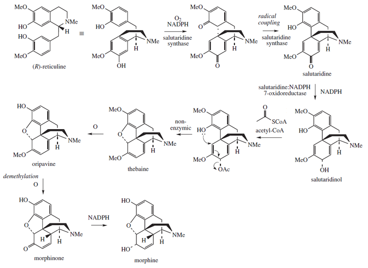 750px-Morphine_biosynthesis