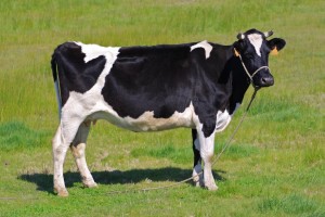 Vaca