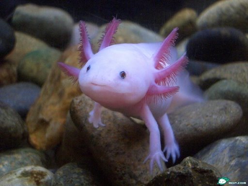 Axolote 2