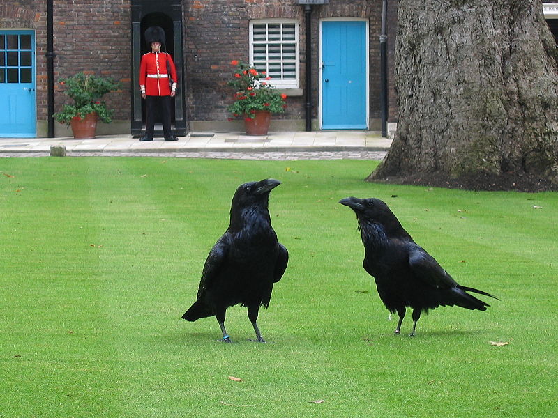 Corvos na Torre de Londres