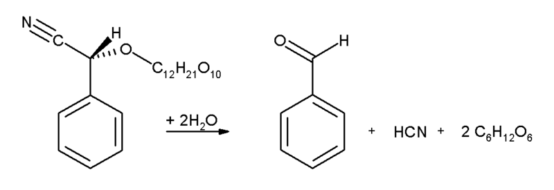 Biossíntese - amigdalina