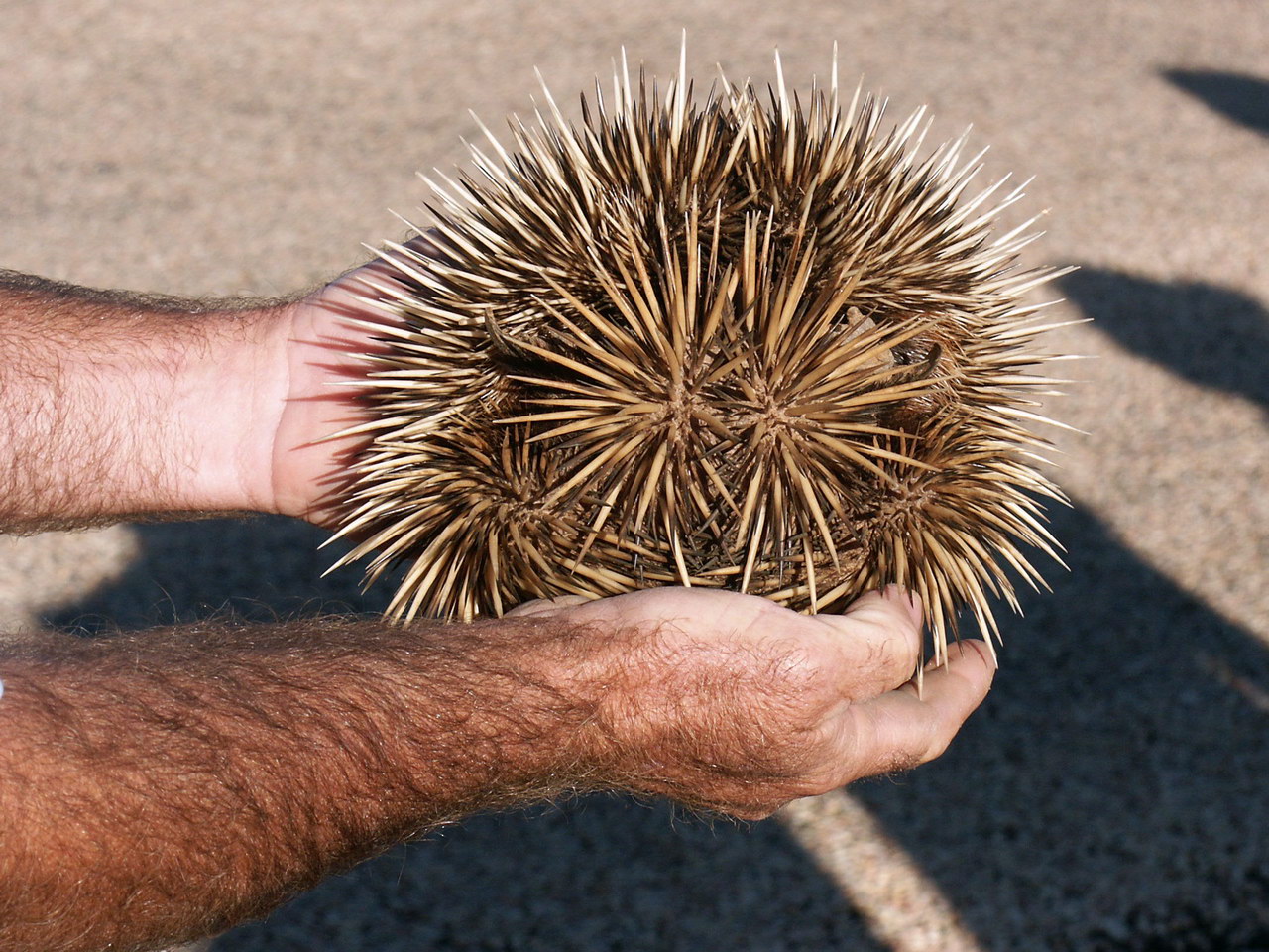 equidna enrolada
