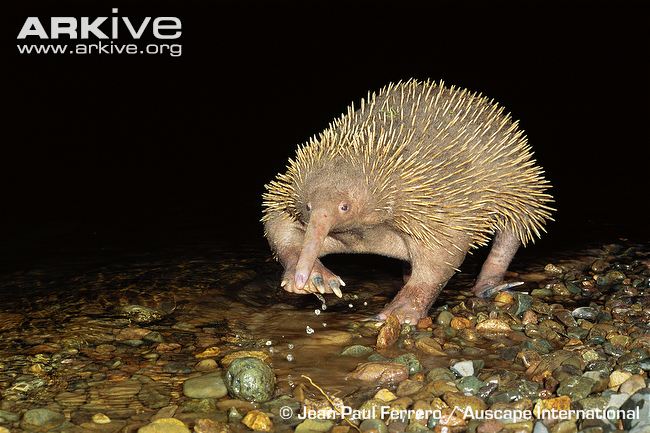 Equidna