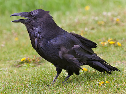 Corvo
