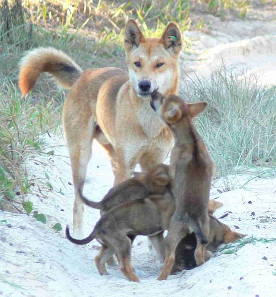 dingo com crias