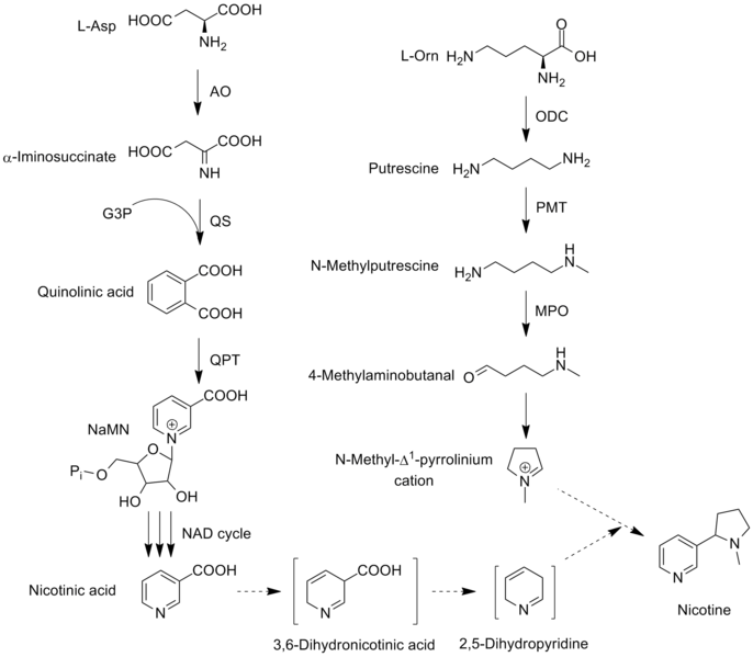 686px-Nicotine_biosynthesis_june_2012