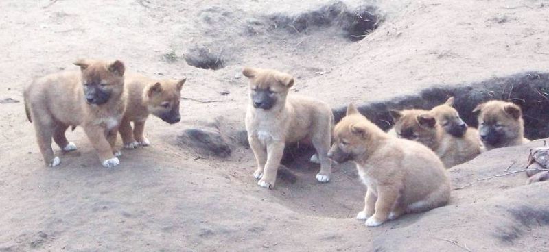 crias de dingo