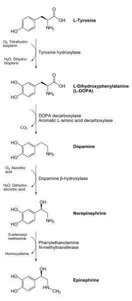 sintese catecolamina