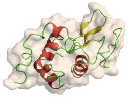 250px-Lysozyme
