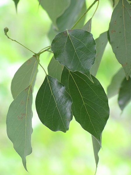 Folhas de C. parthenoxylon
