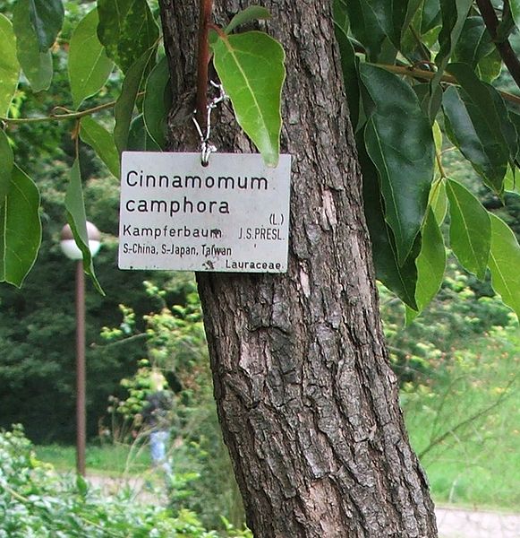 C. camphora