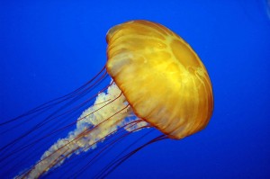 800px-Jelly_cc11