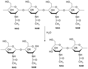 Mecanism_of_action_for_Lysozyme.svg