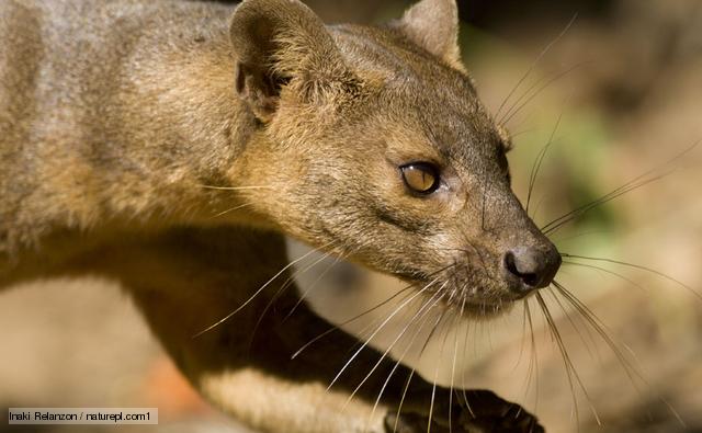 Fossa 2