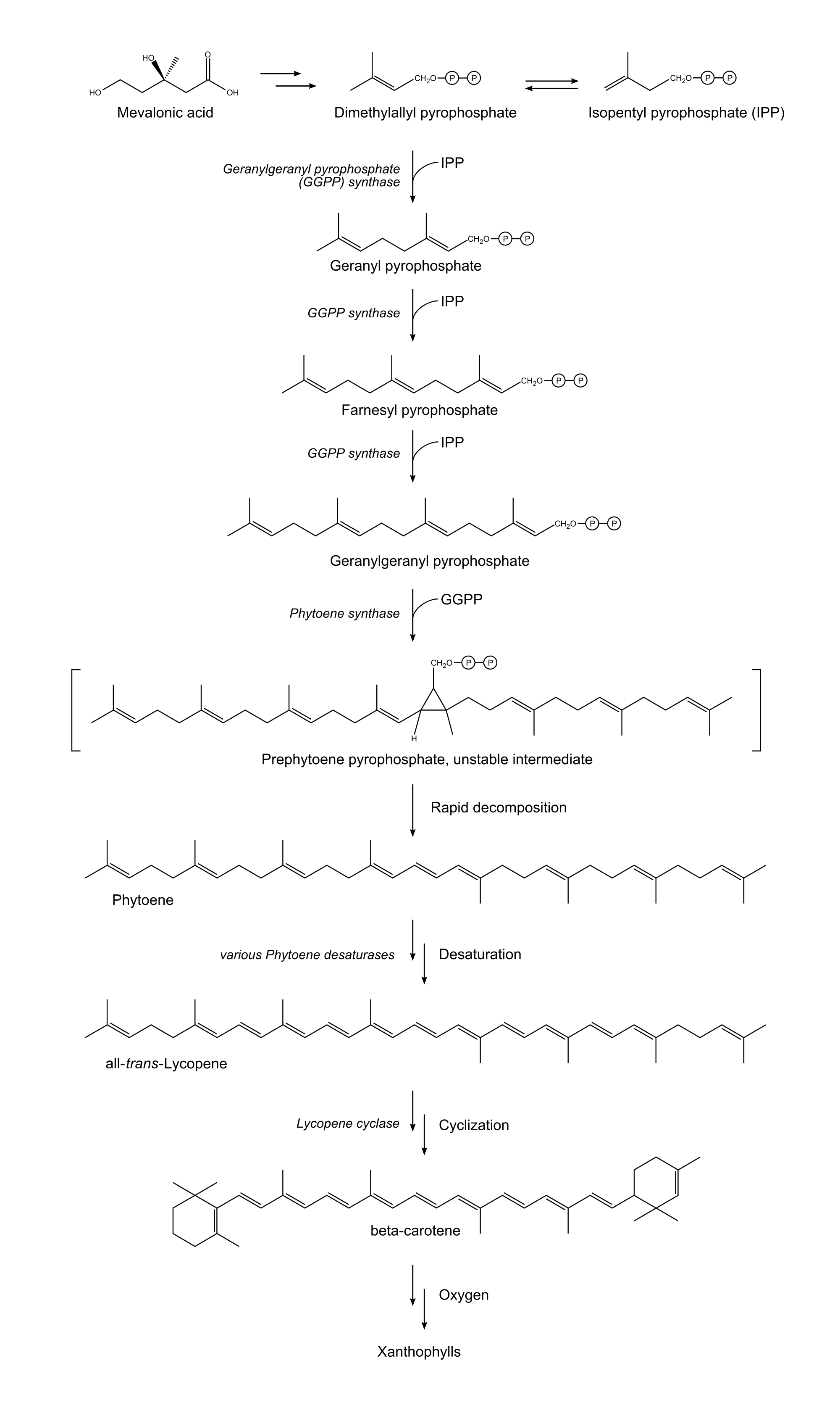 2000px-Carotenoid_synthetic_pathway.svg