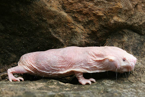 Fonte: http://naked-mole-rat.org/