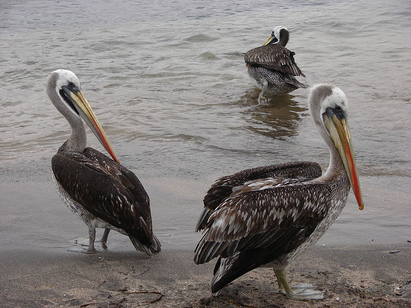 Pelicanos,peruvianos