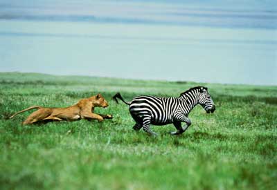 Leoa a caçar uma zebra
