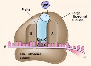 ribossoma