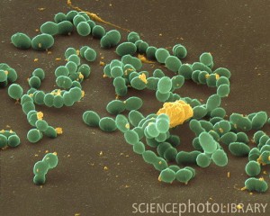 Streptococcus mutans bacteria