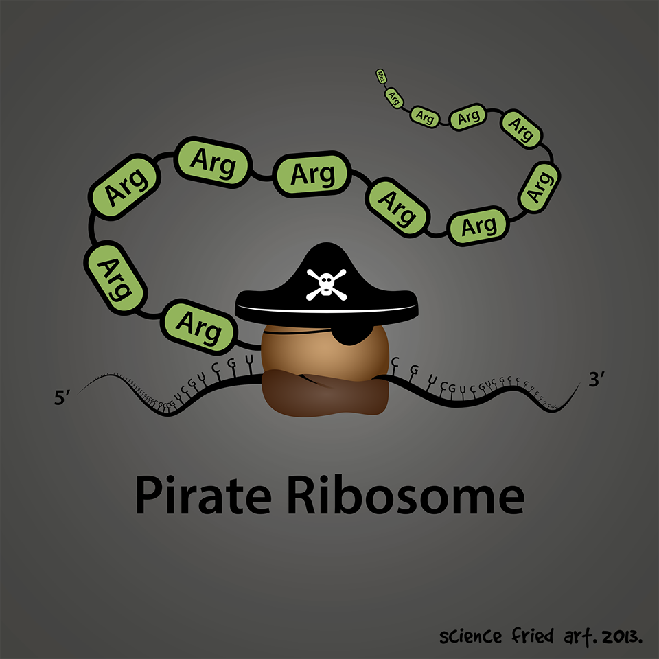 ribossoma pirata arg