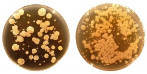 Bacillus subtilis (esquerda) and Staphylococcus epidermidis.