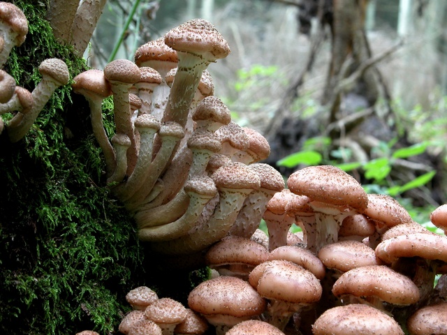 cogumelos