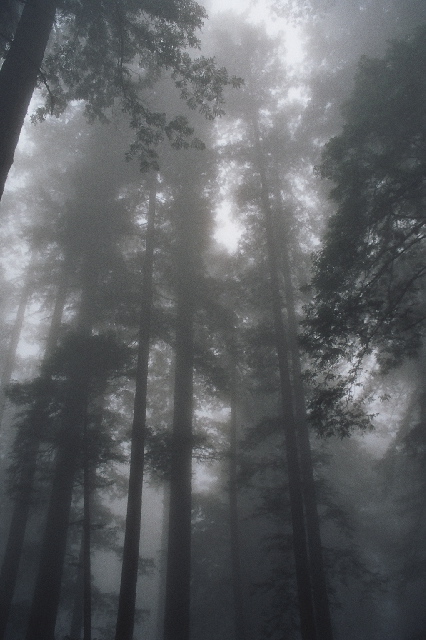 O nevoeiro é uma característica muito importante do ecossistema do Parque Nacional de Redwood