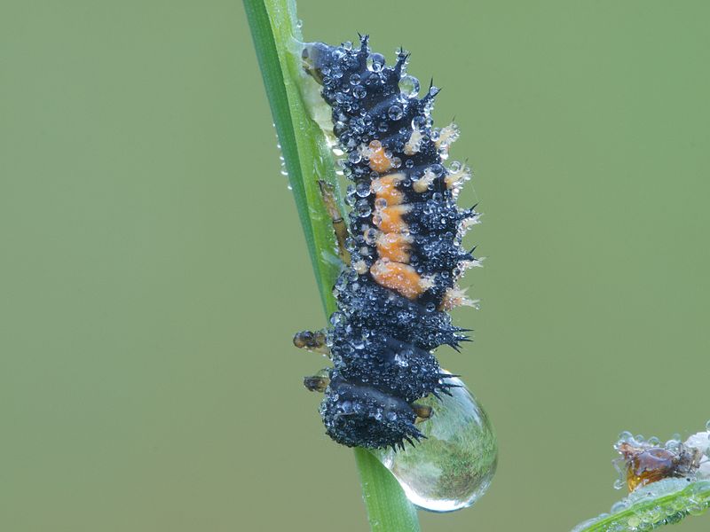 Uma larva de Harmonia axyridis