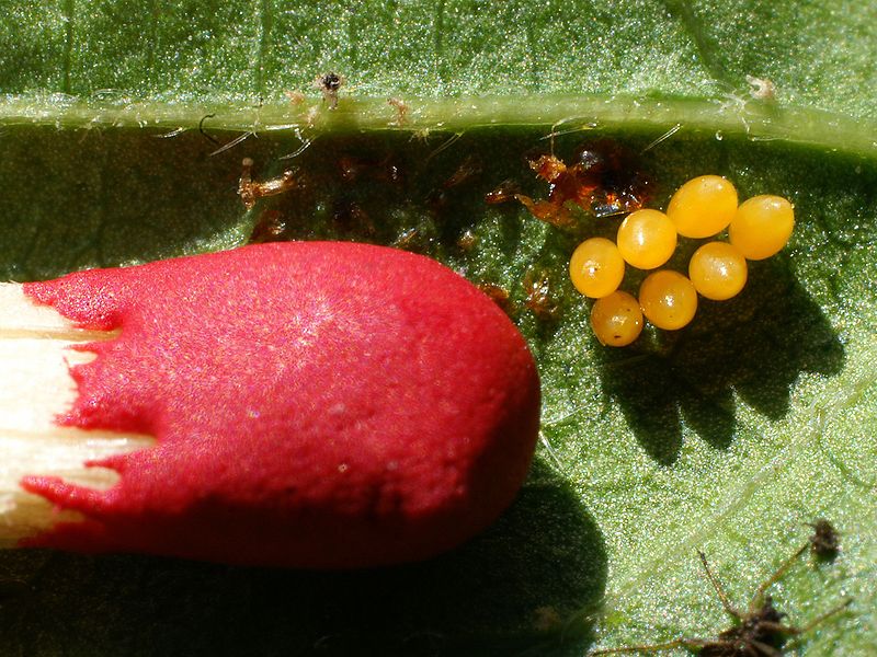 Comparação de ovos de Joaninha com a cabeça de um fósforo
