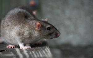 rato